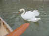 swan.jpg (55488 bytes)